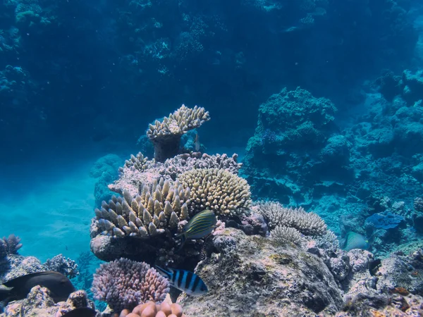 Coral στο Great Barrier Reef στην Αυστραλία — Φωτογραφία Αρχείου