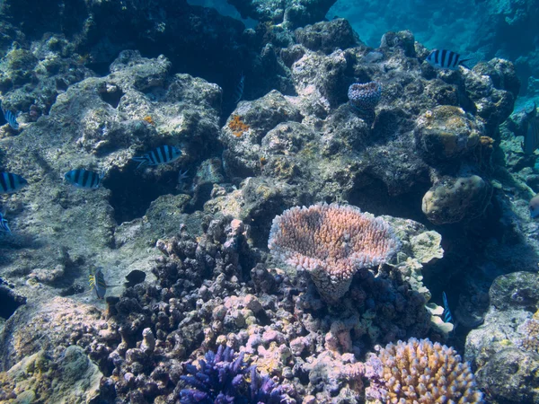 Coral στο Great Barrier Reef στην Αυστραλία — Φωτογραφία Αρχείου