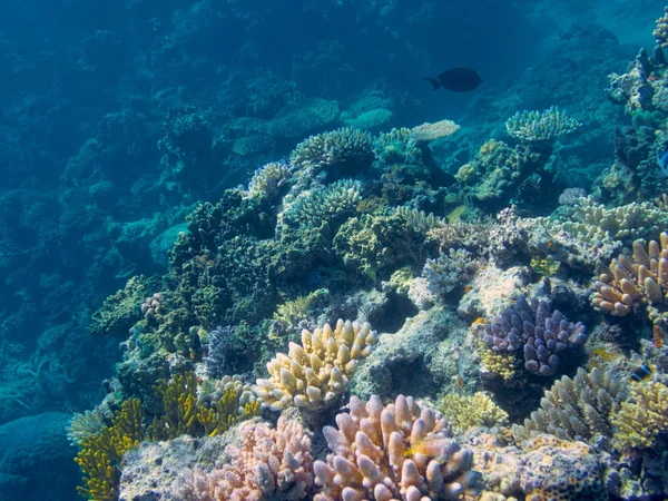 Coral in the Great Barrier Reef in Australia — Stock Photo, Image