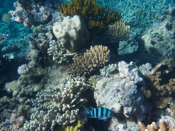 Korallen im großen Barriereriff in Australien — Stockfoto