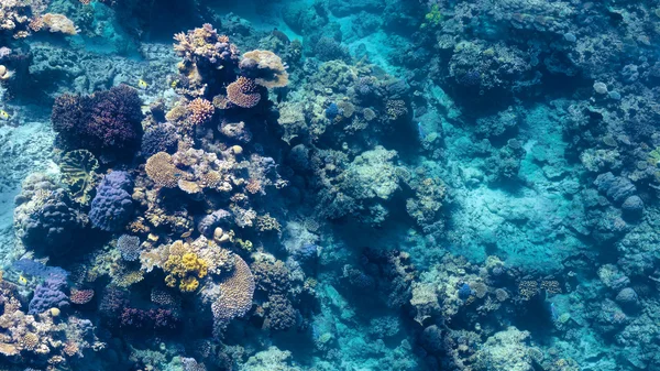 Coral in the Great Barrier Reef in Australia — Stock Photo, Image