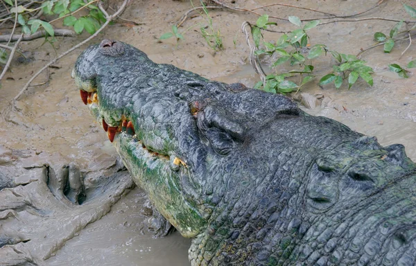 Австралийский крокодил — стоковое фото