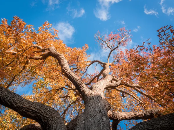 メルボルン秋のツリー — ストック写真