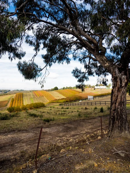 Victorian vineyard — Stock Photo, Image