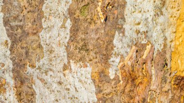 dokulu okaliptüs kabuğu