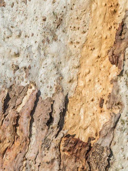 Textured eucalyptus bark — Stock Photo, Image