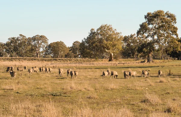 Schafe weiden in Australien — Stockfoto