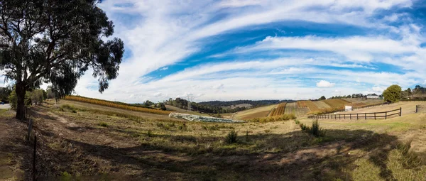 Egy ausztrál szőlőskert panoráma — Stock Fotó