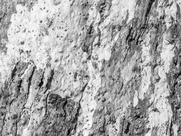 Casca de eucalipto texturizada — Fotografia de Stock
