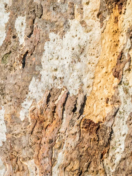 Textured eucalyptus bark — Stock Photo, Image