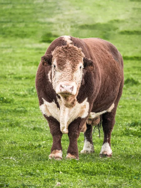 Hereford tjur Royaltyfria Stockfoton