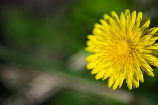 Sarı karahindiba bahar çiçekli — Stok fotoğraf