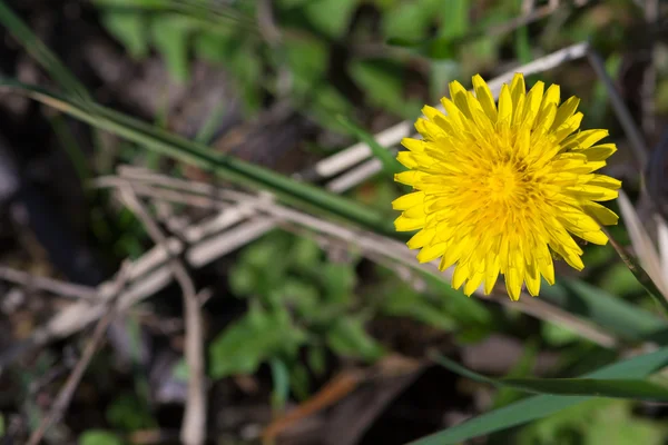 Floração amarela da primavera do dente-de-leão — Fotografia de Stock