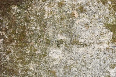 Eski beton duvarın dokusu yosun ile kaplanmış.