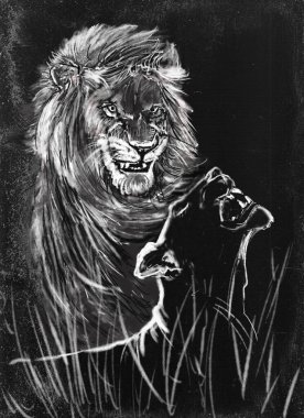 Hayvanlar serisi. Geceleri bozkırda aslan sürüsü. Bir çift aslan..