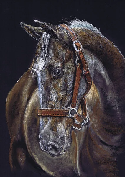Рисование Пастелью Голова Лошади Черном Фоне — стоковое фото