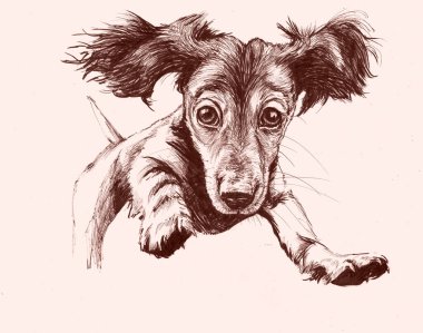 Mürekkep grafikleri. Dachshund köpek yavrusu atlayışı.