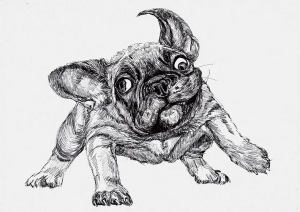French Bulldog Puppy Ink Drawing — Stock Photo, Image