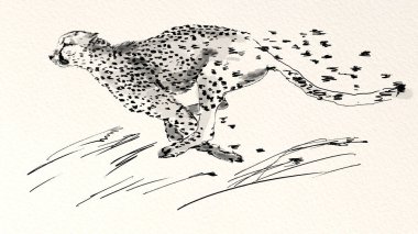 Mürekkep grafikleri. Koşan çita.