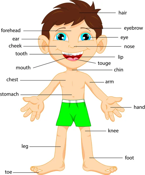 Vocabulário parte do corpo —  Vetores de Stock