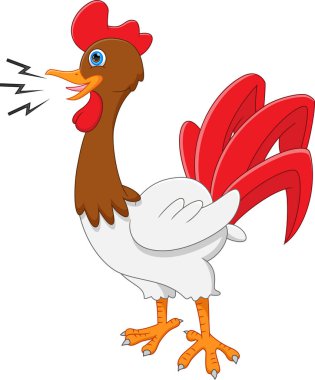 Horoz beyaz arka planda karikatür ötüyor