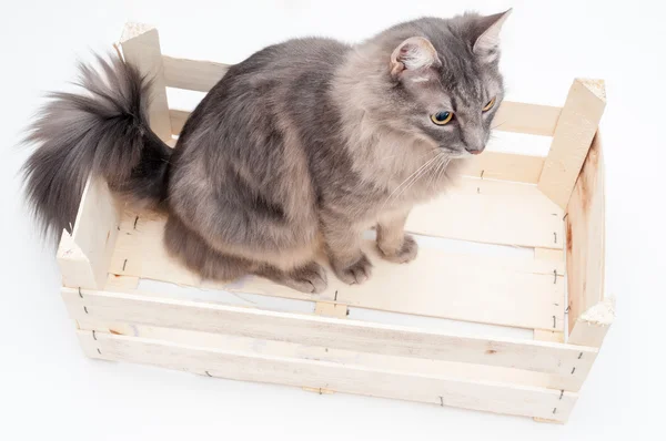 Gato en caja de madera sobre fondo blanco —  Fotos de Stock