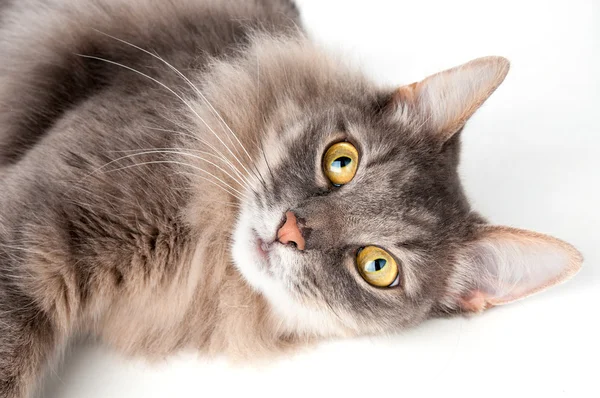 Schattig grijze kat closeup — Stockfoto