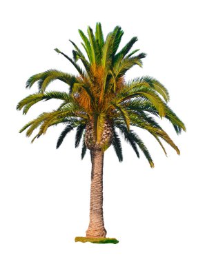 Beyaz arkaplanda izole edilmiş palmiye ağacı
