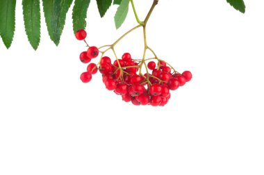 Ashberry grubu beyaz arkaplanı kapatın