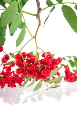 Beyaz arkaplanda olgun kırmızı Ashberry