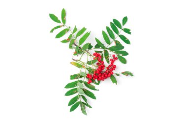 Ashberry kümesi beyaz arkaplanda izole edildi