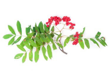 Beyaz arkaplanda kırmızı ahududu kahvaltısı