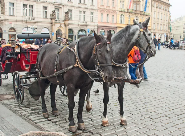 PRAGUE, REPÚBLICA CHECA - NOVEMBRO 02, 2014: Horse Carriage waiti — Fotografia de Stock