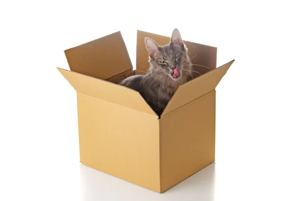 Grijze kat in kartonnen doos — Stockfoto