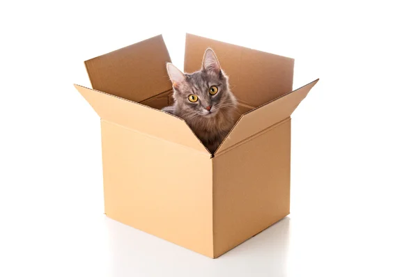 Adorable gatito en caja de cartón — Foto de Stock