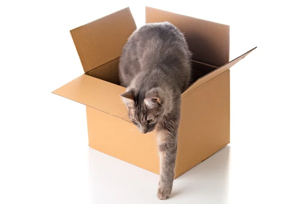 Gato gris sale de la caja de cartón — Foto de Stock