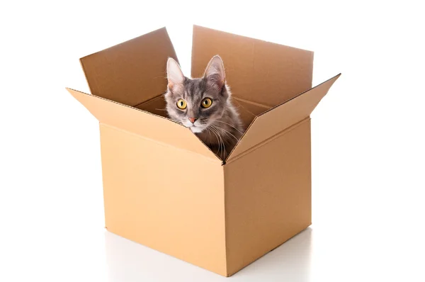 Gato bonito en caja de cartón sobre fondo blanco —  Fotos de Stock