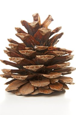 Fir cone closeup