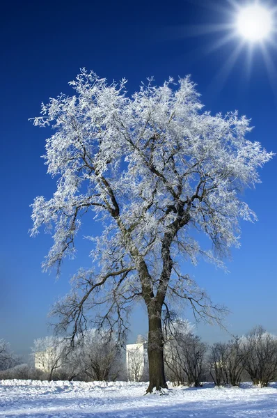 푸른 하늘에 대 한 혼자 겨울 나무 — 스톡 사진