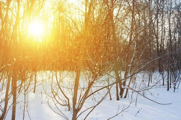 Zonsondergang in een winter forest — Stockfoto