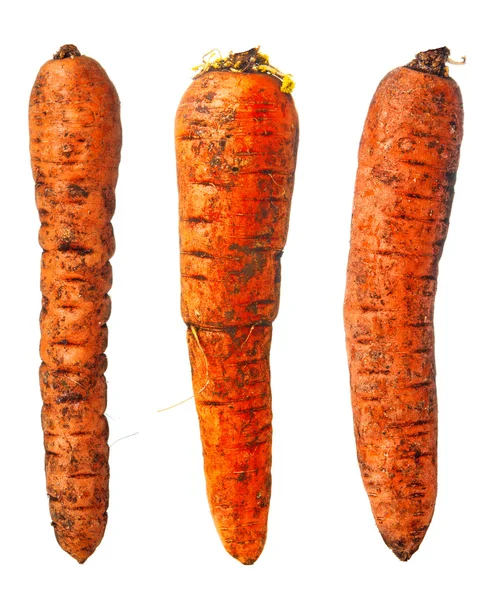 Три грязных морковки на белом фоне — стоковое фото
