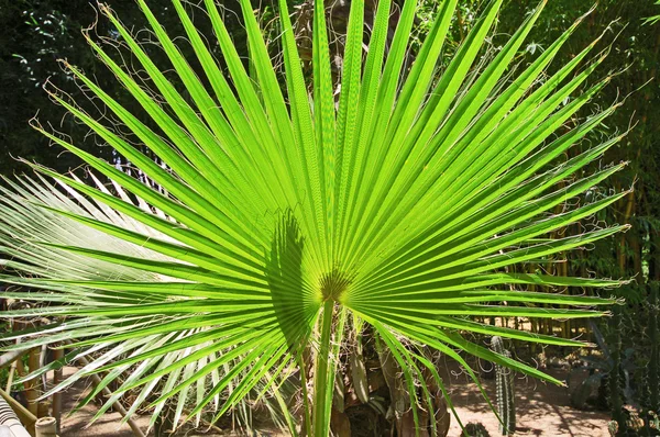 Kleine palmboom — Stockfoto