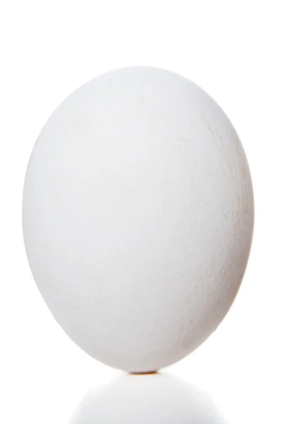 White egg closeup — Stock Photo, Image