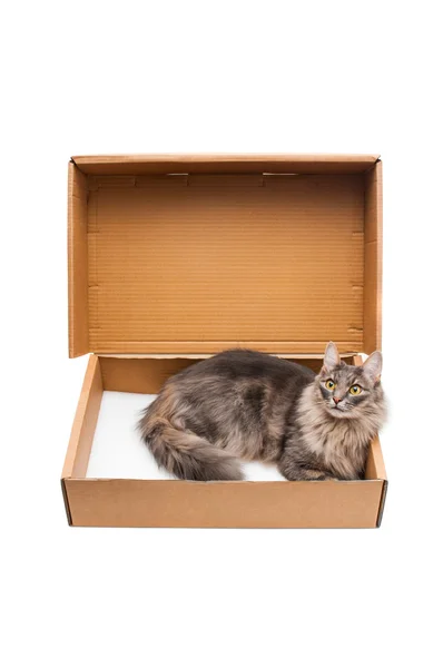 Mooie kat in kartonnen doos op witte achtergrond — Stockfoto