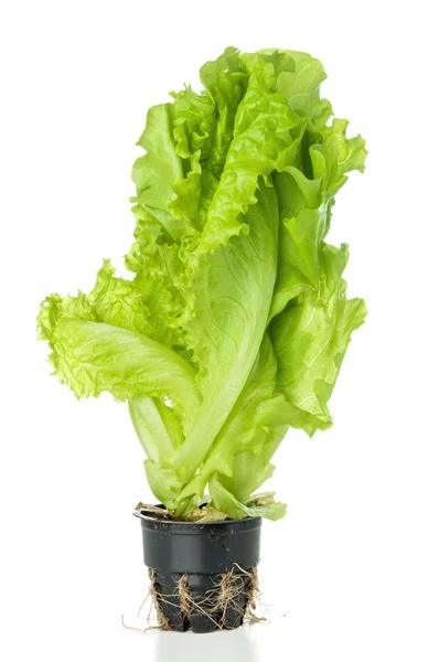 Salada de alface sobre fundo branco — Fotografia de Stock