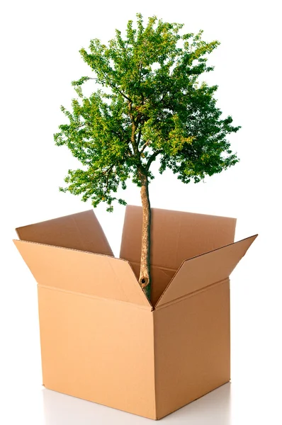 Tree growing from cardboard box Royalty Free Stock Images