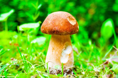 Yaz ormanda mantar çörek