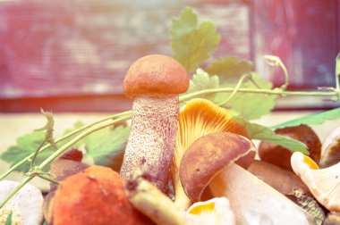 Boletus mantar portre