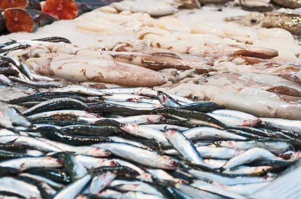 Freshness  sardines and squids on ice — Stock Photo, Image