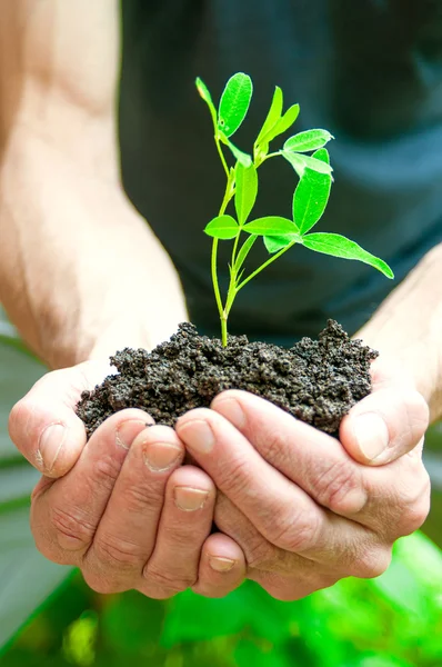 Hombre sosteniendo planta joven en las manos sobre fondo verde — Foto de Stock